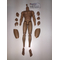 True Type Male Figure Body Caucasian 12 in action figure *** NOT *** Hot Toys  Nude body with no head